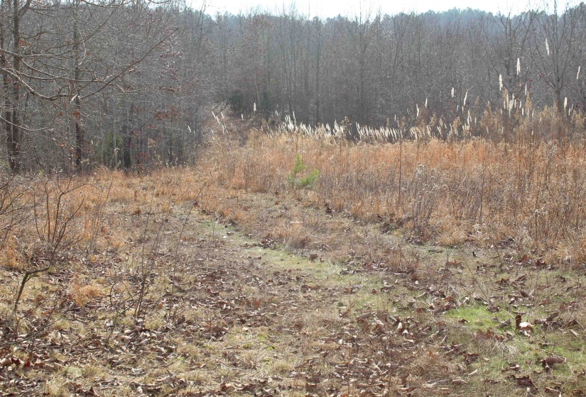 View of woods