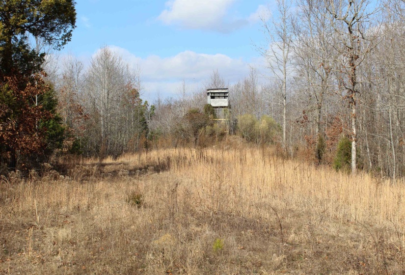 View of wooded area