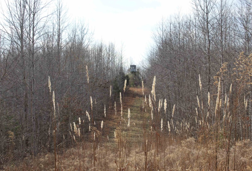 View of tree filled area