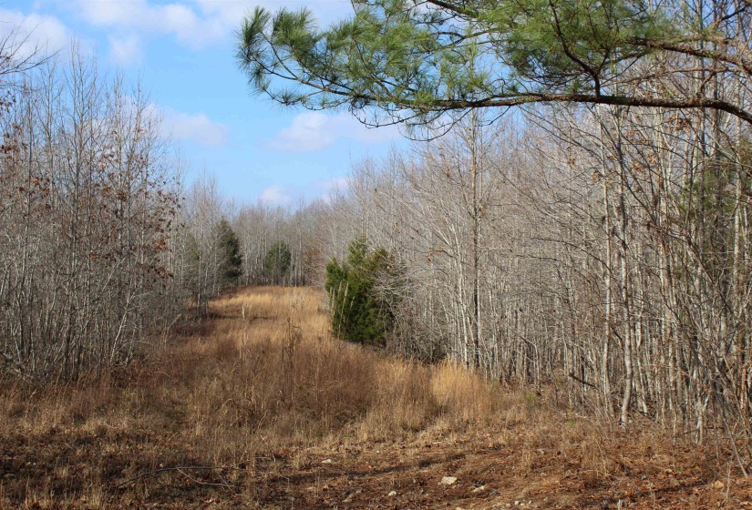 View of tree filled area