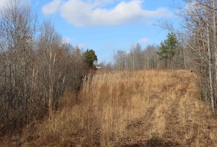 View of wooded area