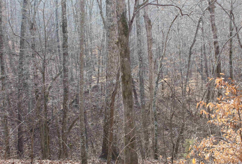 View of woods