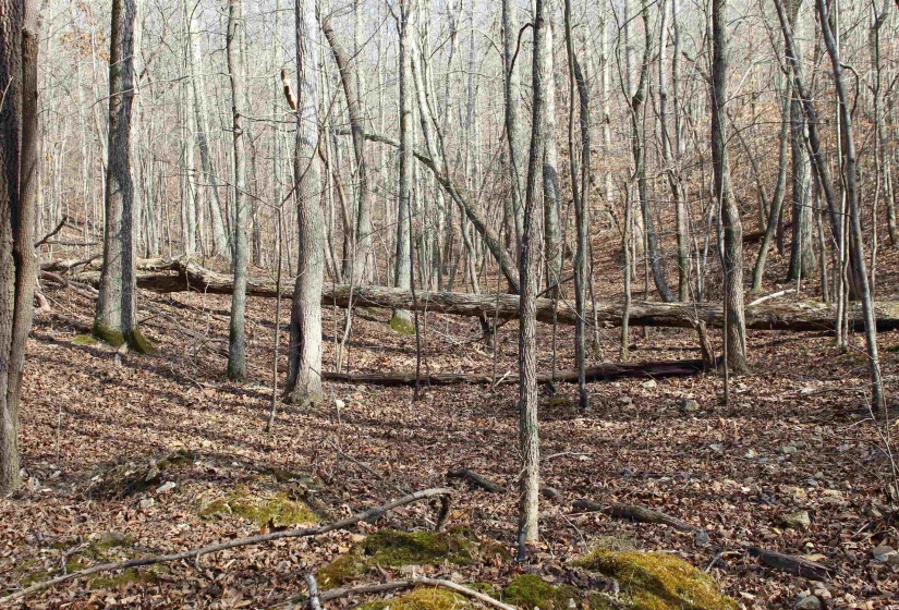 View of undeveloped land