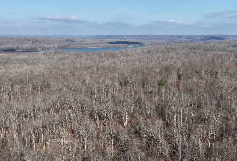 Aerial view of a forest