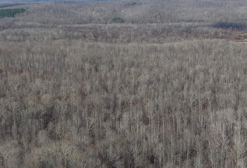 Drone / aerial view of a forest