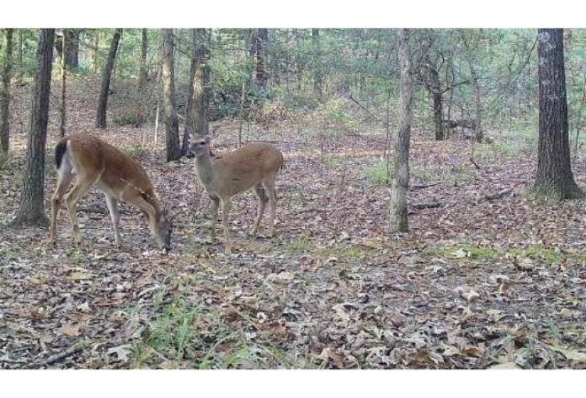 0 BRUCE RD, Whiteville, Tennessee 38075, ,Land,For Sale,BRUCE,10213186