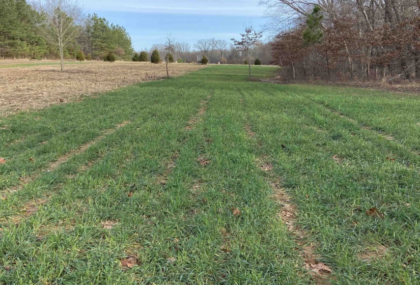 0 BRUCE RD, Whiteville, Tennessee 38075, ,Land,For Sale,BRUCE,10213186