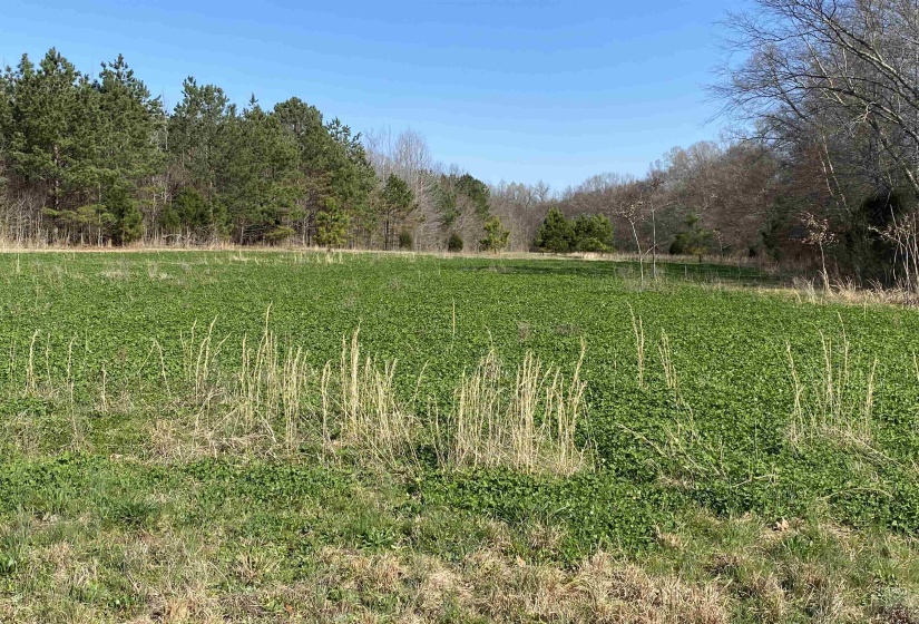 0 BRUCE RD, Whiteville, Tennessee 38075, ,Land,For Sale,BRUCE,10213186