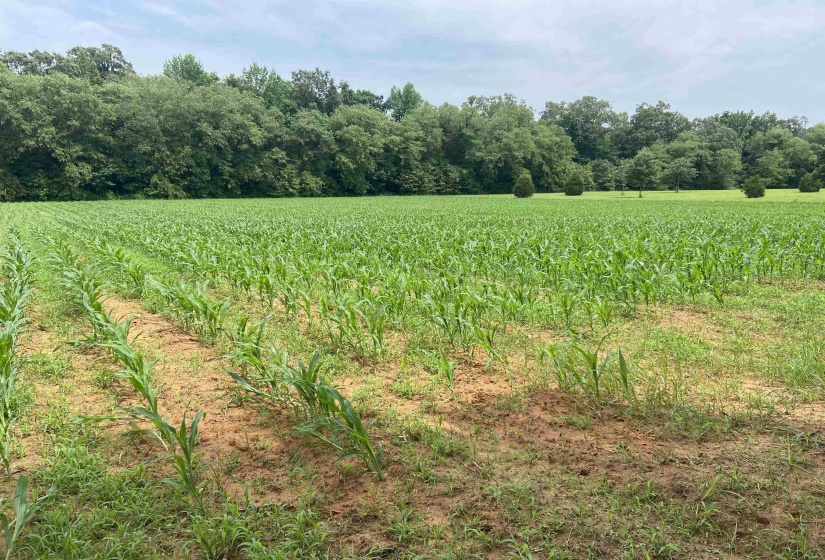 0 BRUCE RD, Whiteville, Tennessee 38075, ,Land,For Sale,BRUCE,10213186