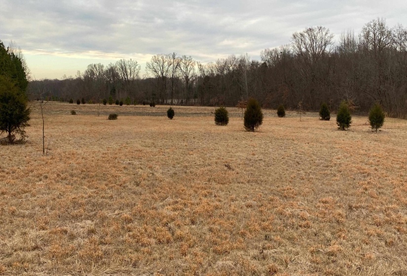 0 BRUCE RD, Whiteville, Tennessee 38075, ,Land,For Sale,BRUCE,10213186