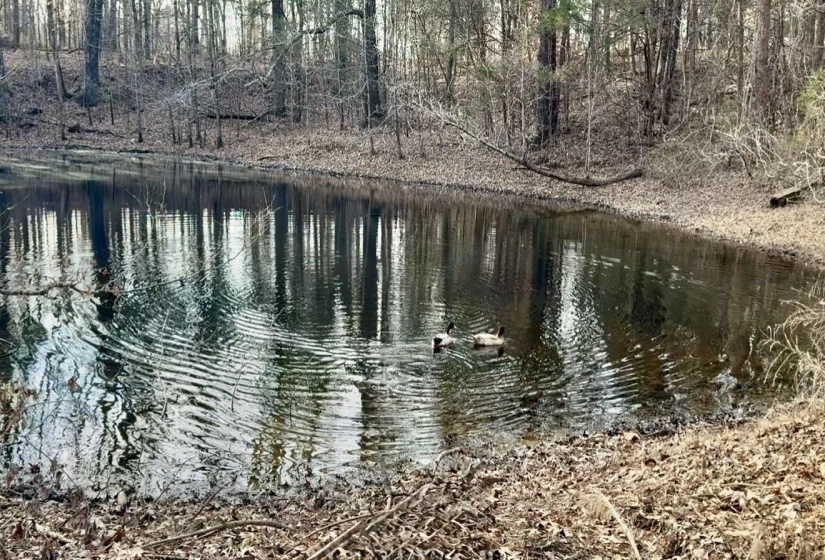 1830 OLD BROWNSVILLE RD, Somerville, Tennessee 38068, 3 Bedrooms Bedrooms, 9 Rooms Rooms,2 BathroomsBathrooms,Residential,For Sale,OLD BROWNSVILLE,10213576