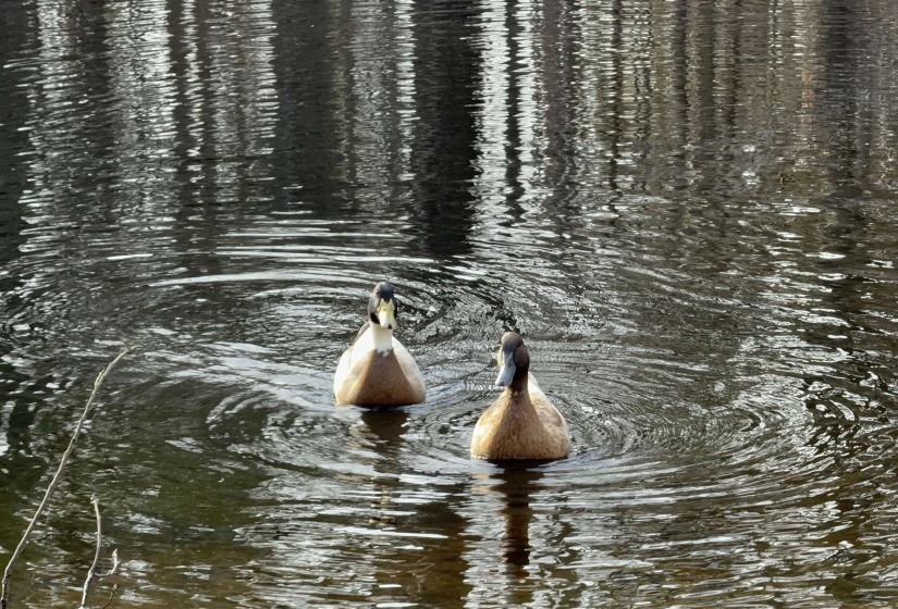 1830 OLD BROWNSVILLE RD, Somerville, Tennessee 38068, 3 Bedrooms Bedrooms, 9 Rooms Rooms,2 BathroomsBathrooms,Residential,For Sale,OLD BROWNSVILLE,10213576