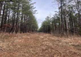 0 CR 324 RD, Iuka, Mississippi 38852, ,Land,For Sale,CR 324,10213648