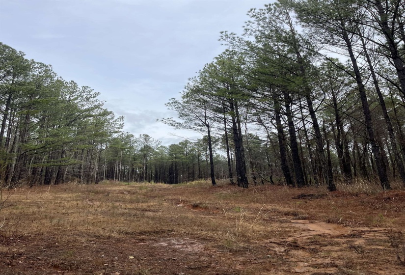 View of wooded area