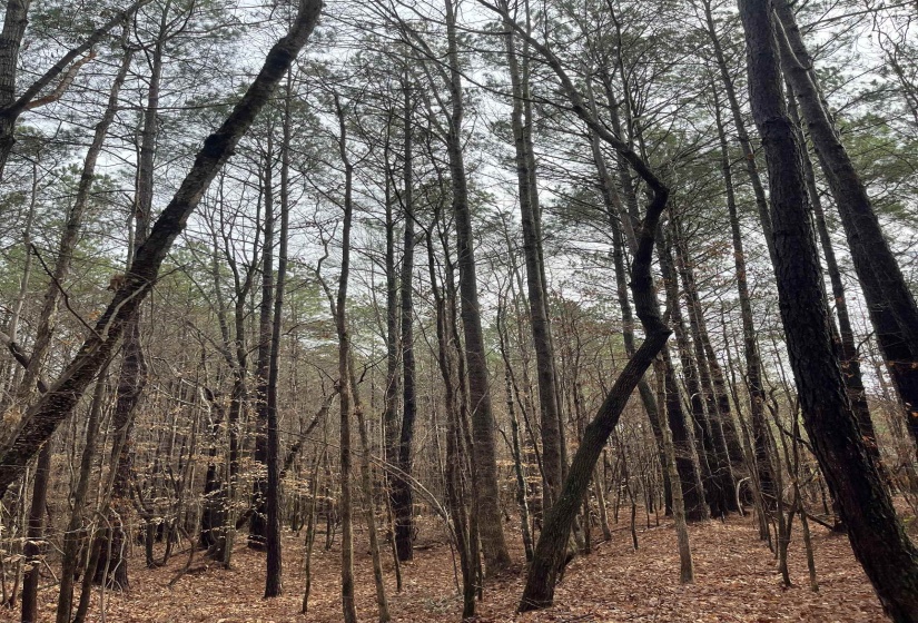 View of undeveloped land