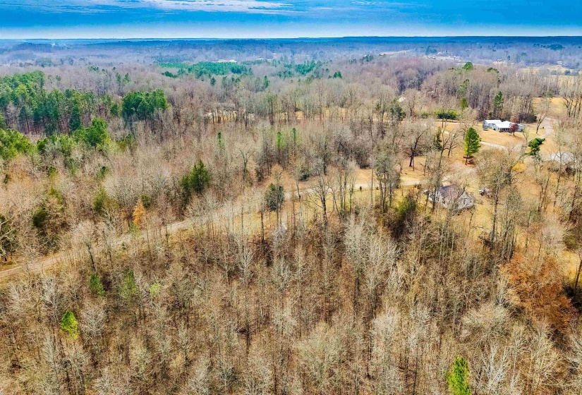 Aerial view of a forest