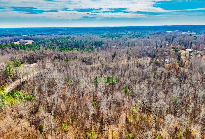 Bird's eye view of a forest