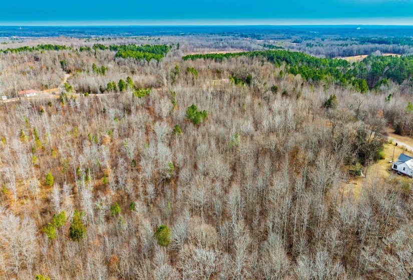 Drone / aerial view of a forest