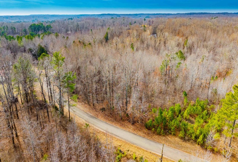 Bird's eye view of a forest
