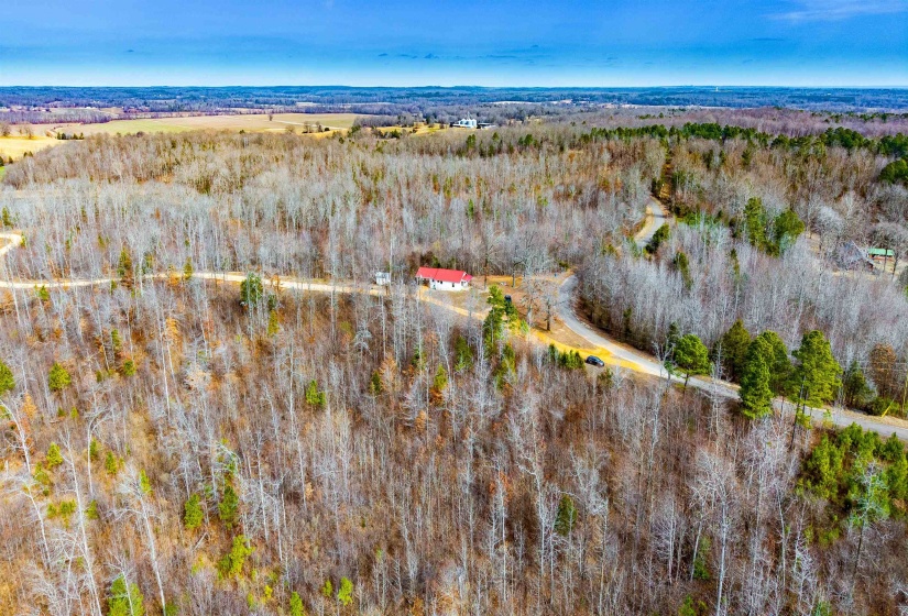 Bird's eye view of a forest