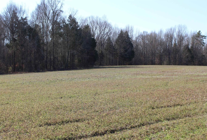 00 VILDO RD, Bolivar, Tennessee 38008, ,Land,For Sale,VILDO,10213654