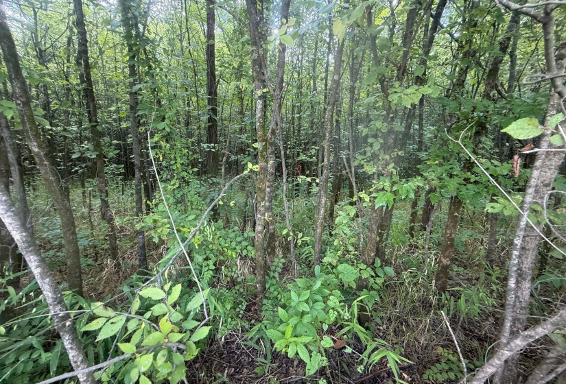 View of wooded area