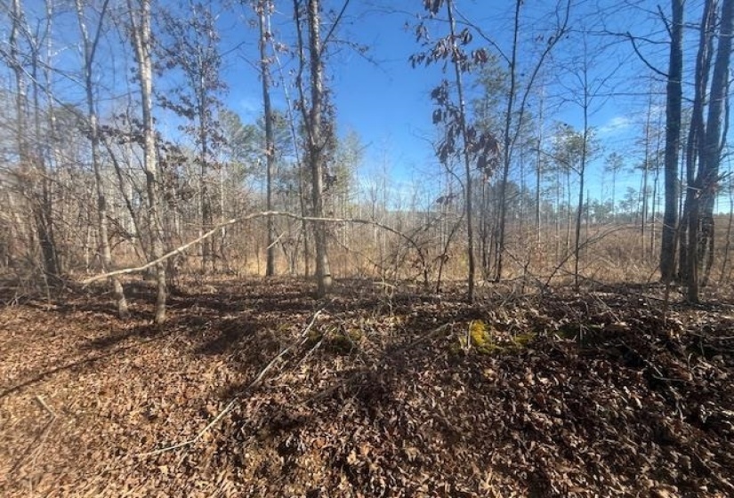 View of local wilderness