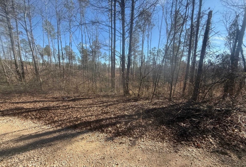 View of local wilderness