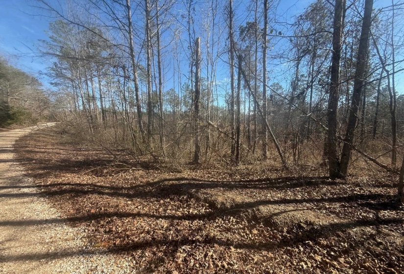 View of local wilderness