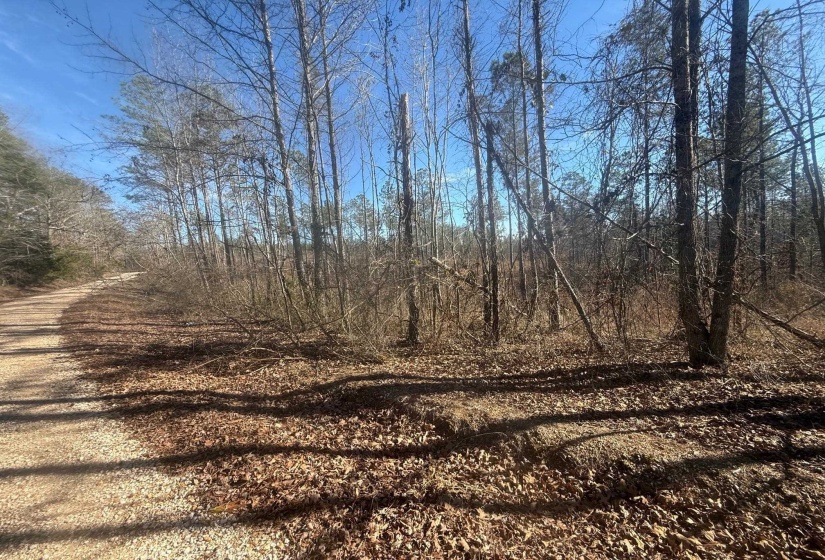View of local wilderness