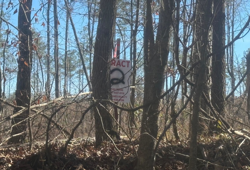 View of local wilderness