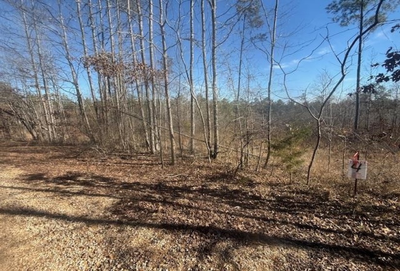 View of local wilderness