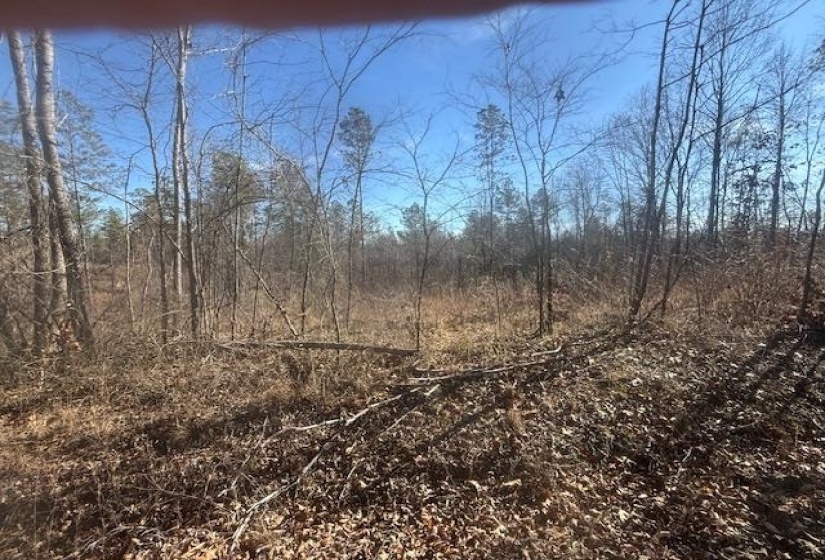 View of local wilderness