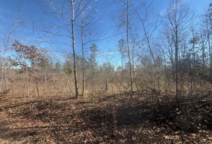 View of local wilderness