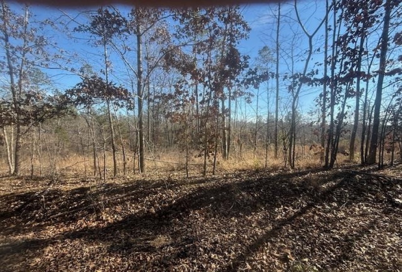 View of local wilderness