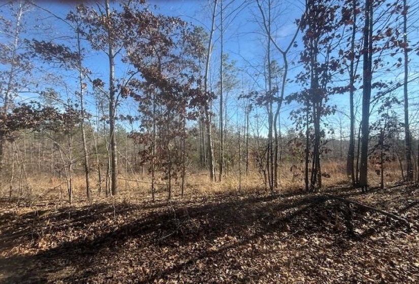 View of undeveloped land