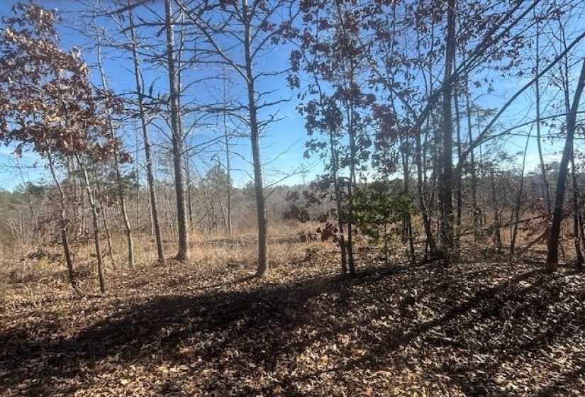 View of local wilderness