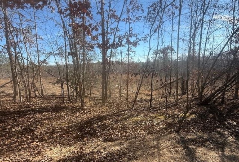 View of undeveloped land