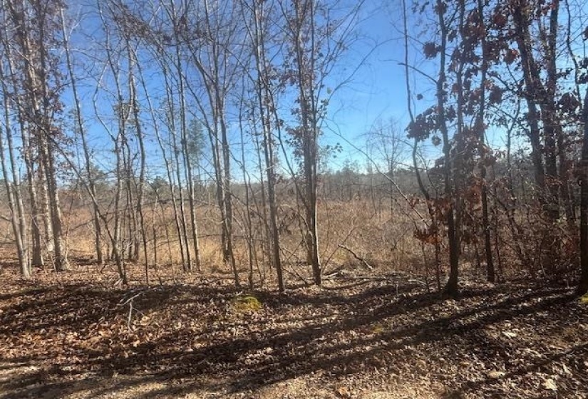 View of local wilderness