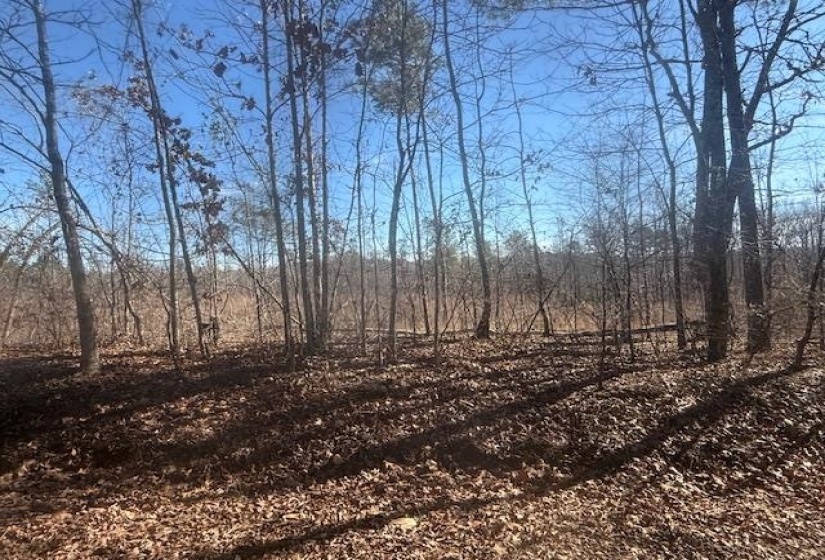 View of undeveloped land