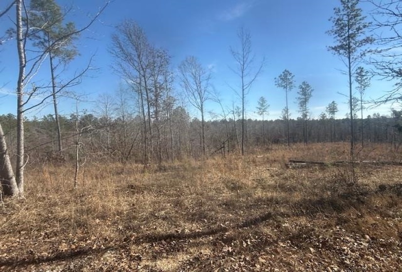 View of undeveloped land
