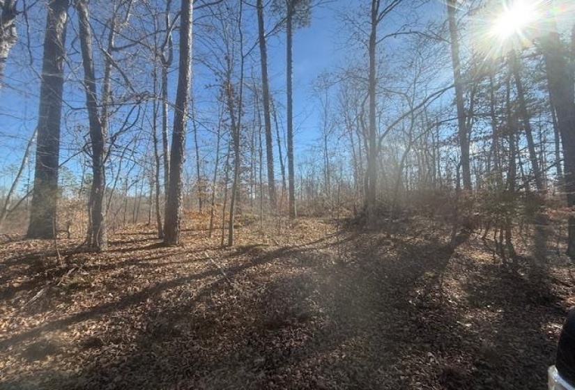 View of local wilderness