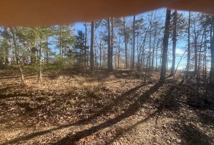 View of local wilderness