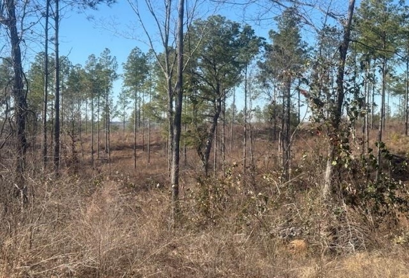 View of local wilderness