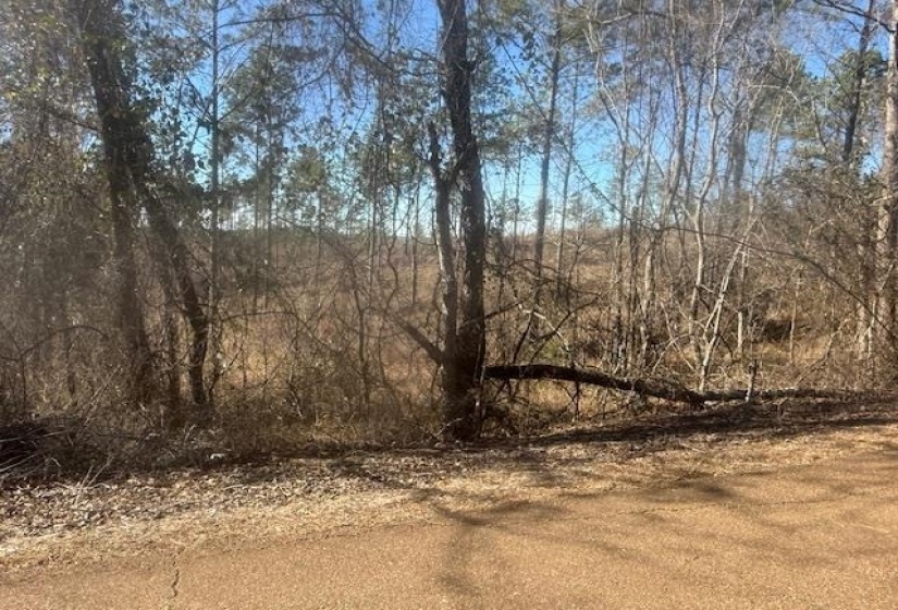 View of local wilderness