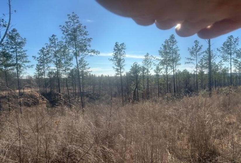 View of local wilderness