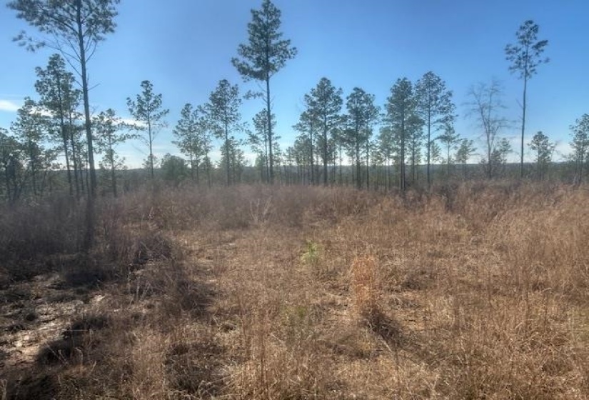 View of undeveloped land with rural landscape