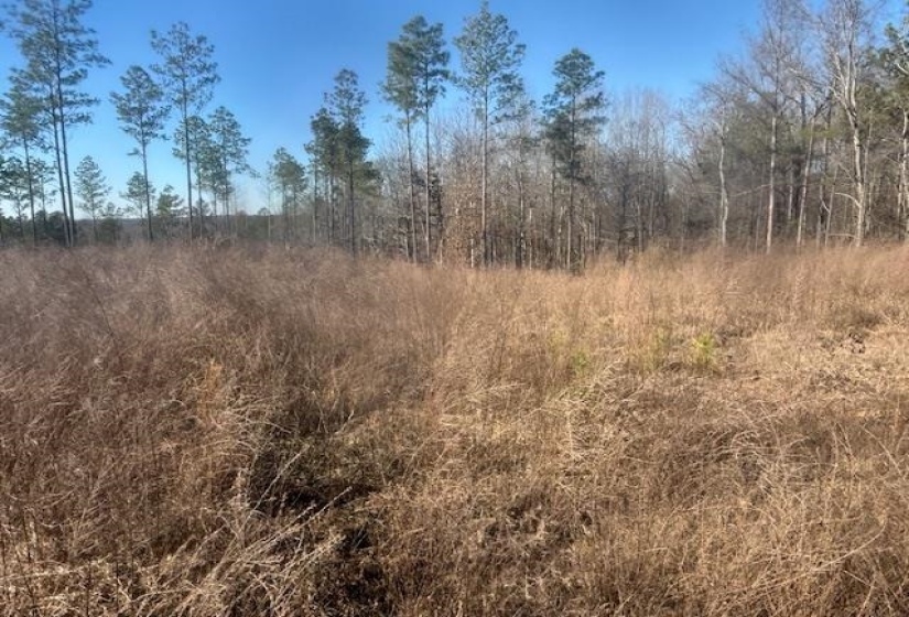 View of nature with rural landscape