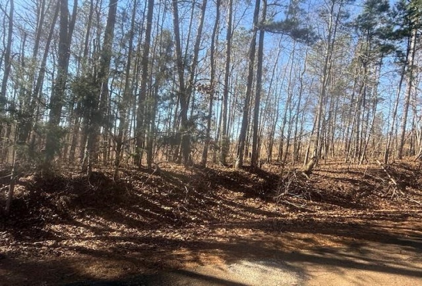 View of local wilderness