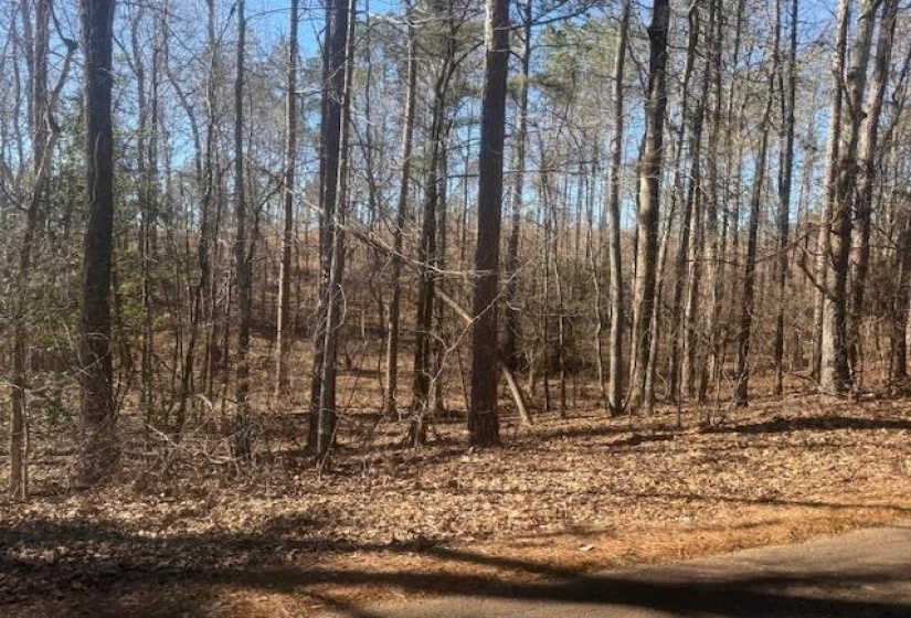 View of local wilderness